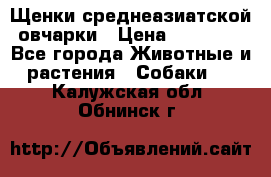 Щенки среднеазиатской овчарки › Цена ­ 20 000 - Все города Животные и растения » Собаки   . Калужская обл.,Обнинск г.